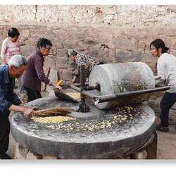 山西武乡新鲜黄豆钱钱豆钱子农家豆片5斤装