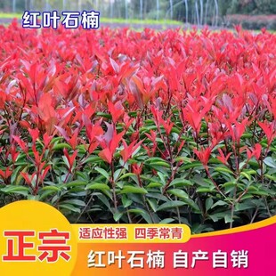 红叶石楠球火焰红石楠树苗篱笆围墙植物庭院绿化四季常青耐寒植物