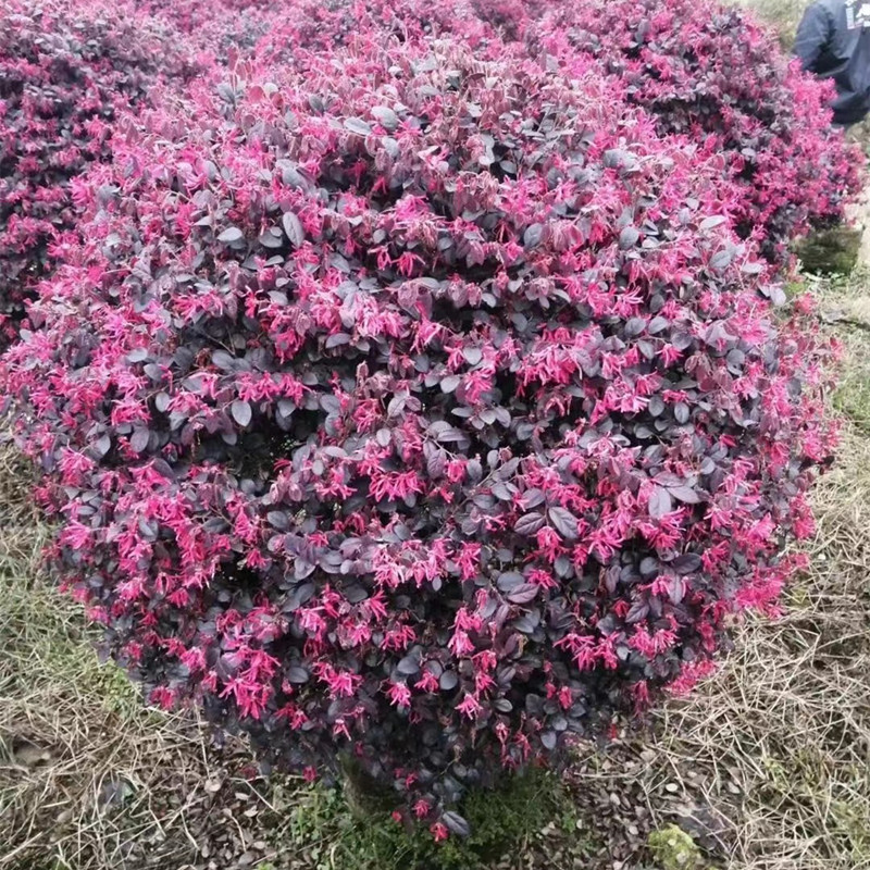 庭院别墅绿化色球类植物红叶石楠冬青红花继木金叶小叶女贞茶梅球