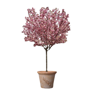 樱花树苗樱花苗日本樱花嫁接早樱晚樱染井吉野庭院绿化苗木工程苗