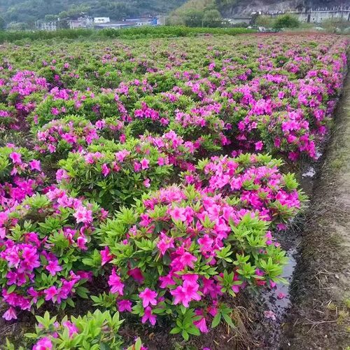毛杜鹃球杜鹃花树苗夏鹃紫鹃花映山红苗别墅庭院地栽四季常青绿化