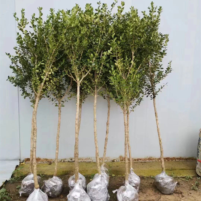 小叶独杆黄杨树苗瓜子黄杨苗黄杨大树庭院别墅小区绿化绿篱色块苗