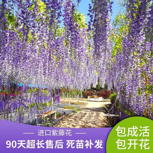 紫藤花树苗爬藤植物多花紫藤萝树苗阳台盆栽庭院老桩耐寒四季开花