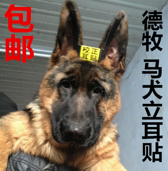 德牧立耳器价格 德牧立耳器图片 星期三