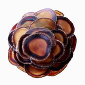 鹿茸片全腊腊片正品 蜡片干片鹿鞭血片泡酒干泡水血吉林鹿整枝