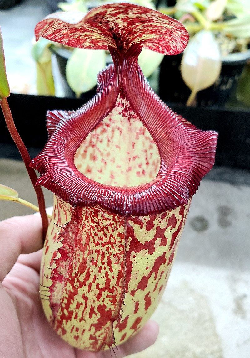 辛布亚x大猪（哥特）Gothica猪笼草食虫植物漂亮可爱的笼子稀有