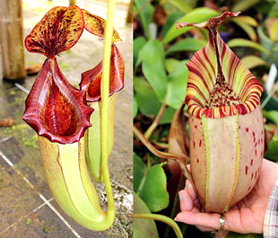 劳氏诺斯维奇交斑豹维奇猪笼草食虫植物品种非常梦幻 交种稀有EP