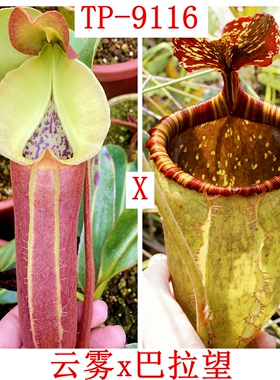 云雾x巴拉望猪笼草种子苗nebularum x palawanensis TP9116