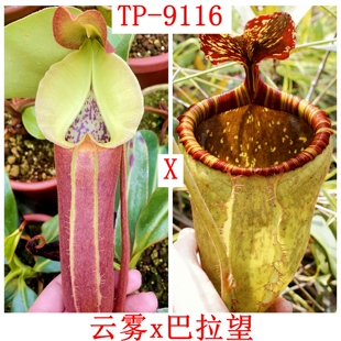 云雾x巴拉望猪笼草种子苗nebularum x palawanensis TP9116