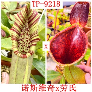 诺斯维奇劳氏猪笼草种子苗northiana x veitchii x lowii TP9218