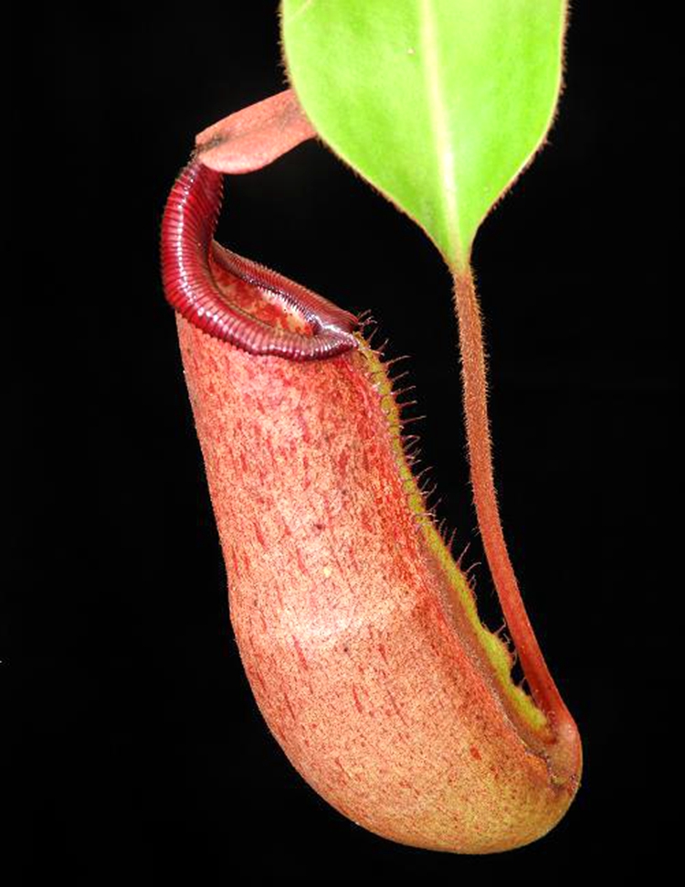 密花交(陈氏交维奇)猪笼草食虫植物低地高地品种非常可爱漂亮的