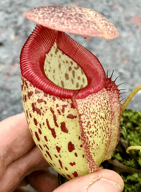 斑豹交大猪交塔蓝山猪笼草burbidgeae x (maxima x talangensis)