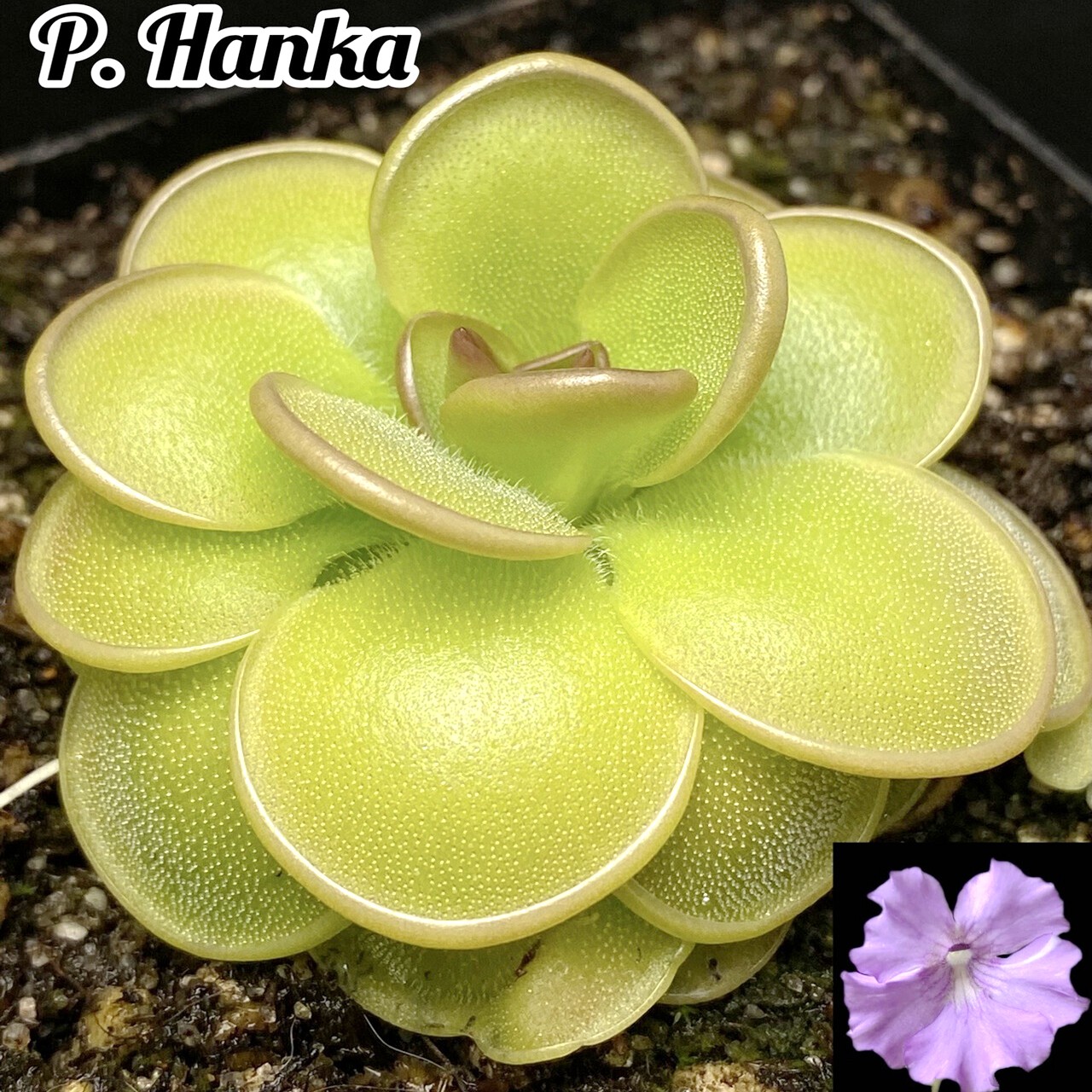 捕虫堇多肉汉卡可爱食虫植物