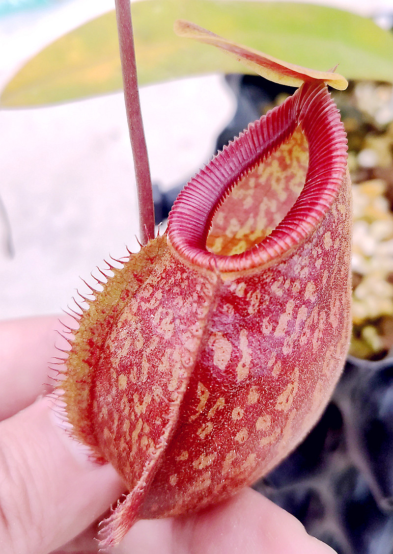 马兜铃交钩唇猪笼草食虫植物可爱笼子aristolochioides x hamata