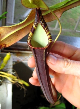 显目猪笼草食虫植物低地高地品种非常可爱漂亮的笼子spectabilis