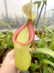 葫芦交维京 猪笼草食虫植物低地ventricosa 海盗 viking母花