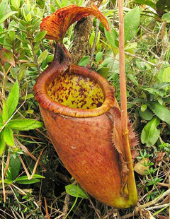 巴拉望猪笼草食虫植物漂巨型的笼子palawanensis