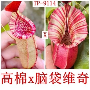 高棉x脑袋维奇猪笼草Thorelii x veitchii TP-9114