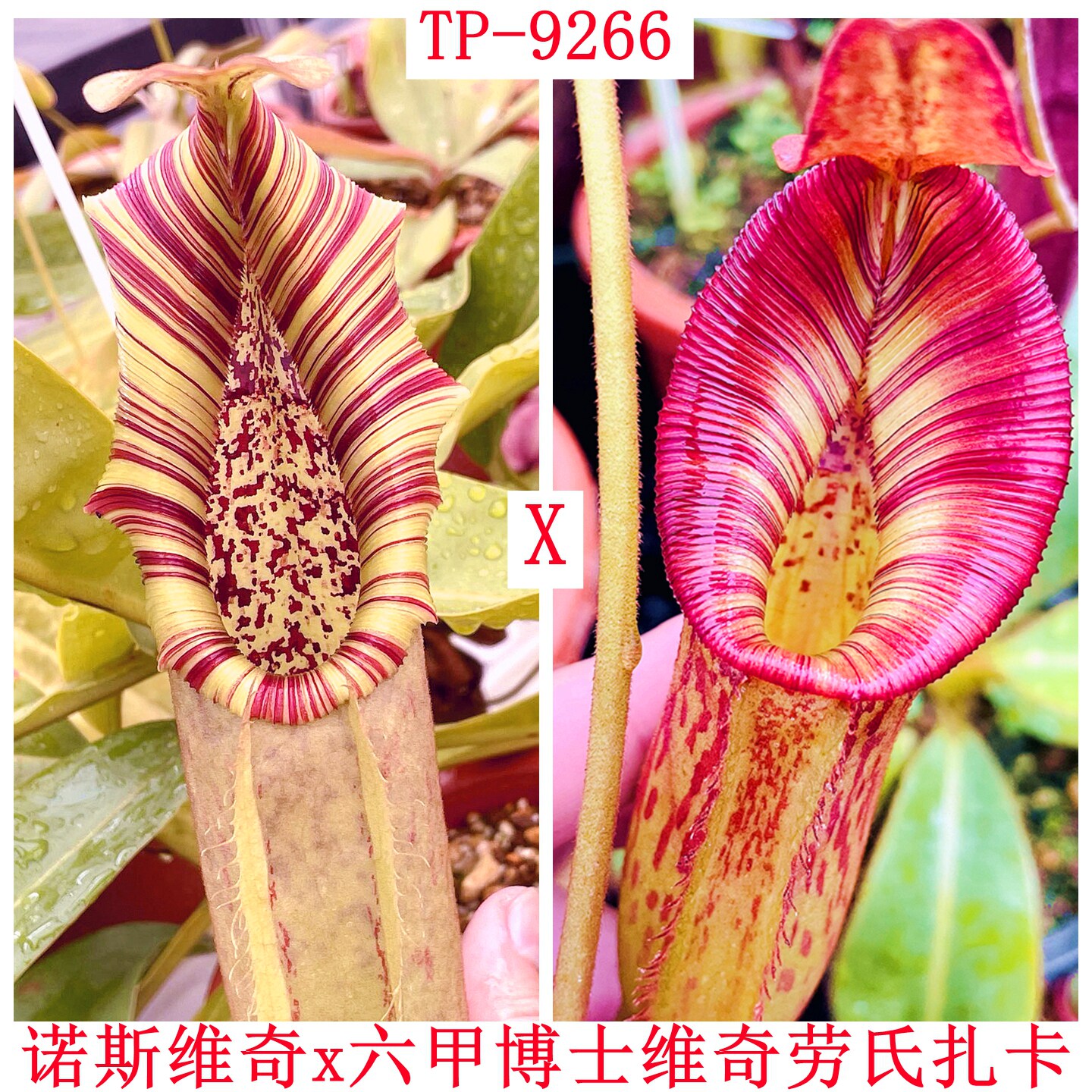 诺斯维奇x 六甲博士维奇劳氏暗色猪笼草 NV x RBVLZ TP9266 - 实物图