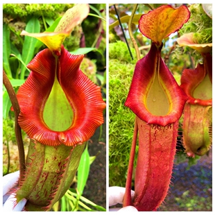 维奇交（斑豹交爱德华）猪笼草veitchii x (burbidgeae x edward)