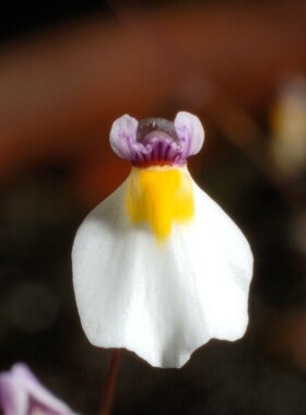 海妖女狸藻Utricularia parthenopipes食虫植物室水培微景观陆缸