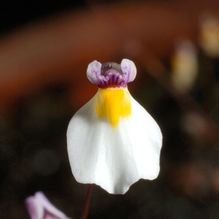 海妖女狸藻Utricularia parthenopipes食虫植物室水培微景观陆缸