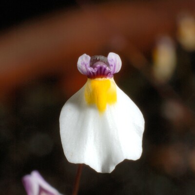 海妖女狸藻Utricularia parthenopipes食虫植物室水培微景观陆缸