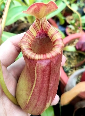 5.19周五食虫草拖拖直播茅膏菜