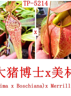 大猪博士x美林猪笼草种子苗MB x merrilliana TP5214