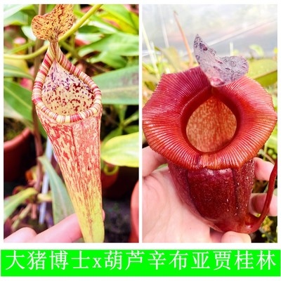 大猪博士x葫芦辛布亚贾桂林猪笼草种子苗MB xVSJ TP5236