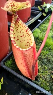 12.26周五食虫草拖拖店直播六捕蝇草猪笼草土瓶草狸藻食虫植物