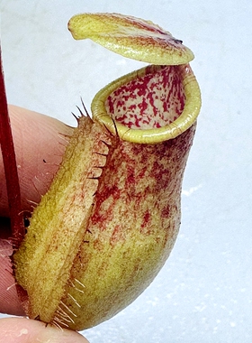 辛布亚交盾叶猪笼草食虫植物可爱萌sibuyanensis x Peltata