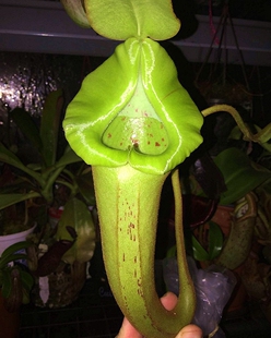 圣杯x黑宝特猪笼草食虫植物漂亮稀有platychila x robcantleyi