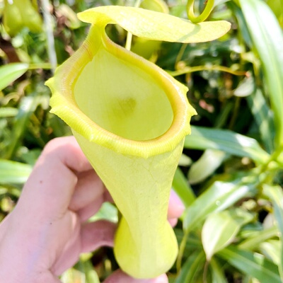 太平洋卓越包邮食虫植物猪笼草