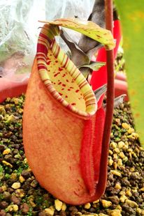 12.26周五食虫草拖拖店直播三捕蝇草猪笼草瓶土瓶草狸藻食虫植物