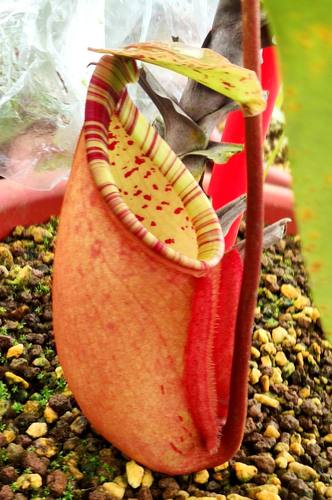 食虫草猪笼草捕蝇草茅膏菜狸藻