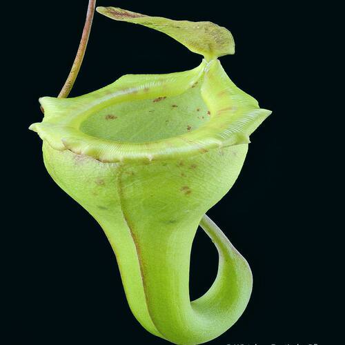 杏黄猪笼草食虫植物漂亮可爱的笼子稀有小型原种nepenthes flava