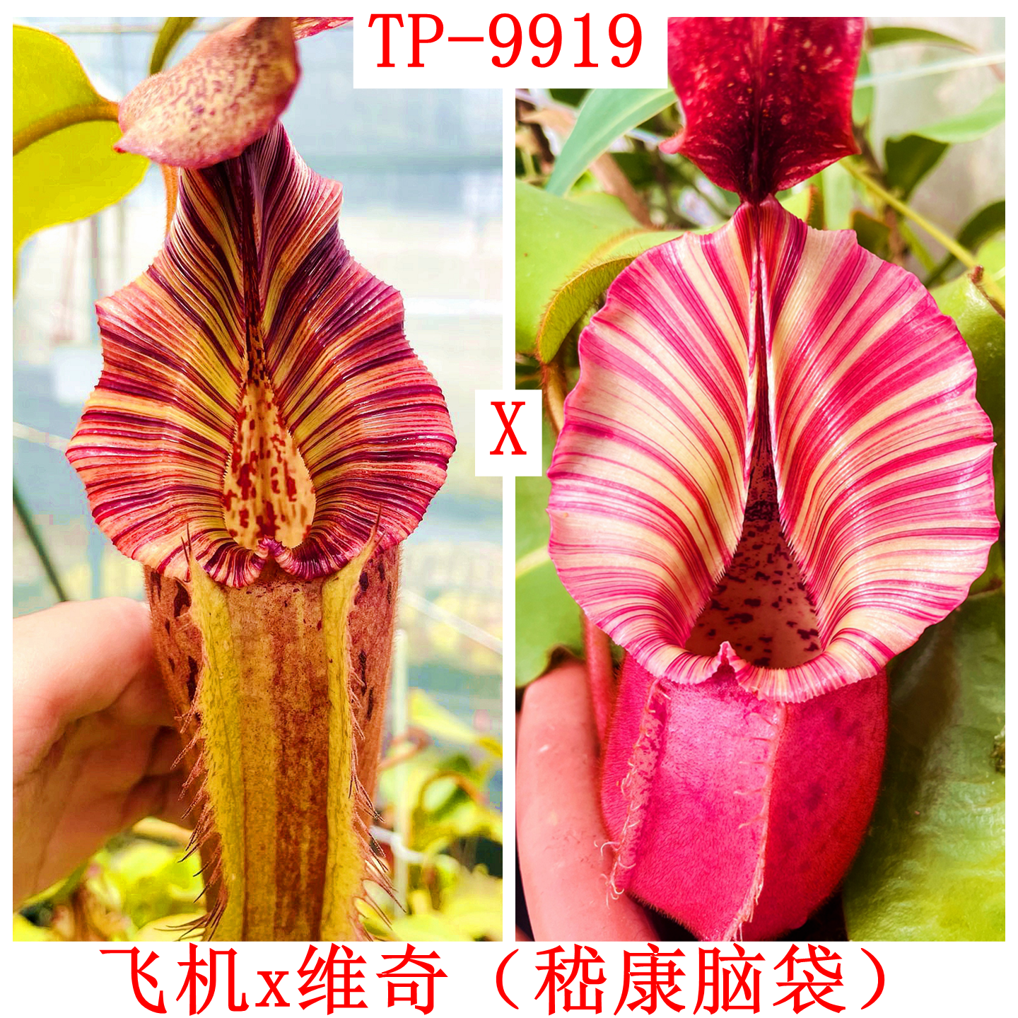 飞机交维奇（嵇康脑袋）猪笼草RBVLVBMM x veitchii TP9919梦幻种