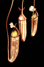 насекомоядное растение 博世交惊奇猪笼草食虫植物低地高地品种非常可爱漂亮的笼子稀有