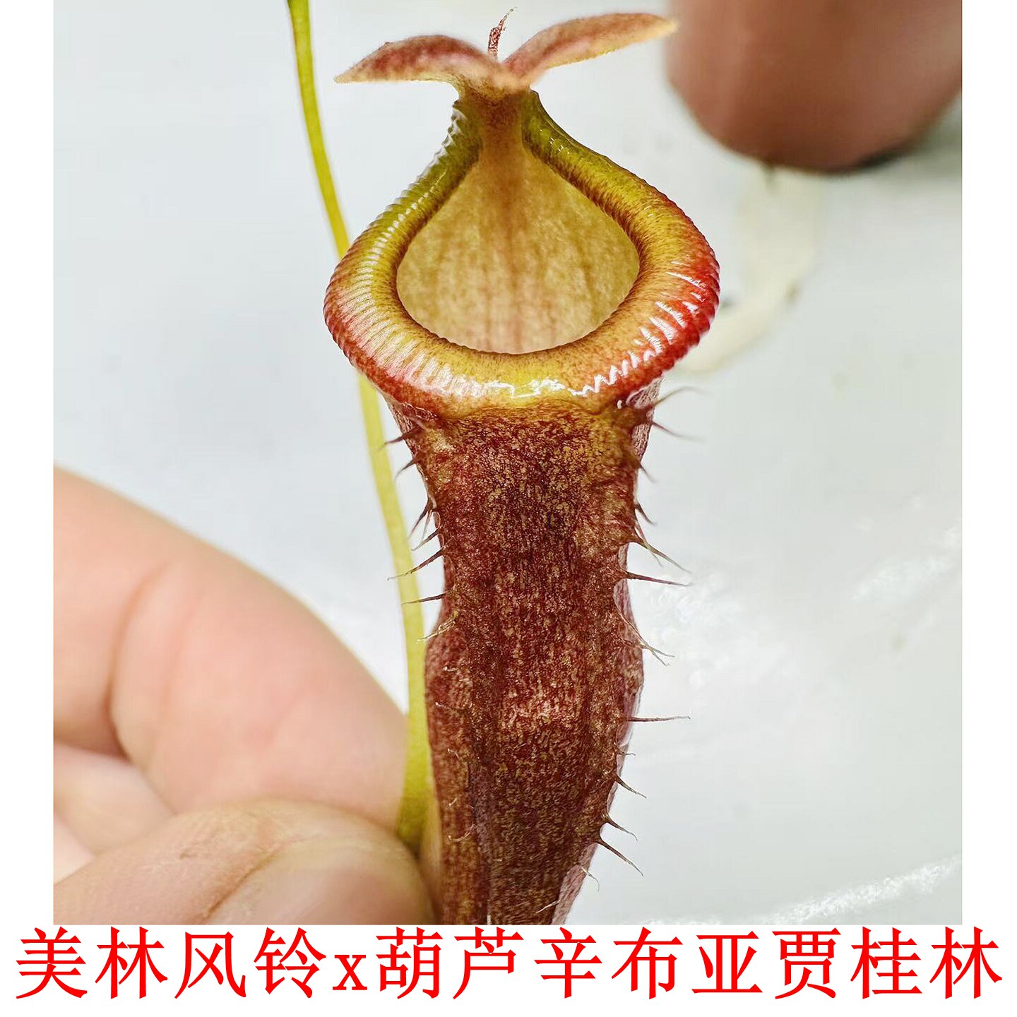 美林风铃x葫芦辛布亚贾桂林猪笼草种子苗MC x VSJ TP5235