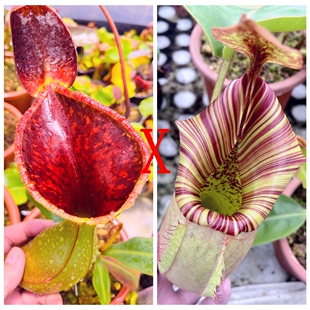 劳氏x宝特维奇猪笼草种子苗LTV lowii x（truncata x veitchii）