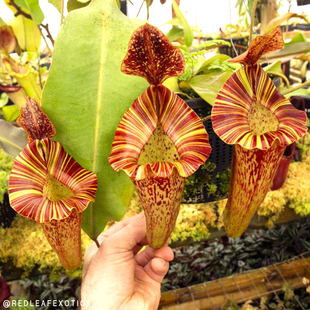 劳氏维奇大猪维奇圣杯猪笼草食虫植物超梦幻可爱漂亮 笼子稀有EP