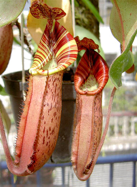 显目交维奇猪笼草食虫植物低地高地品种非常可爱漂亮的笼子