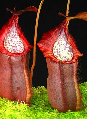 匙叶x（密花x显目）猪笼草食虫植物低地高地品种非常可爱漂亮笼子