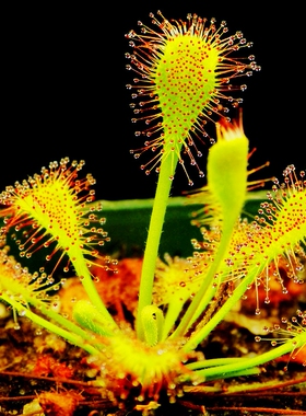 柯林西亚茅膏菜Drosera collinsiae食虫植物捕蚊草捕虫草捕蝇草