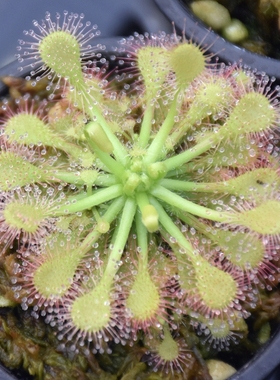 白绒毛茅膏菜Drosera capillaris食虫植物捕蚊草捕虫草稀有微景观