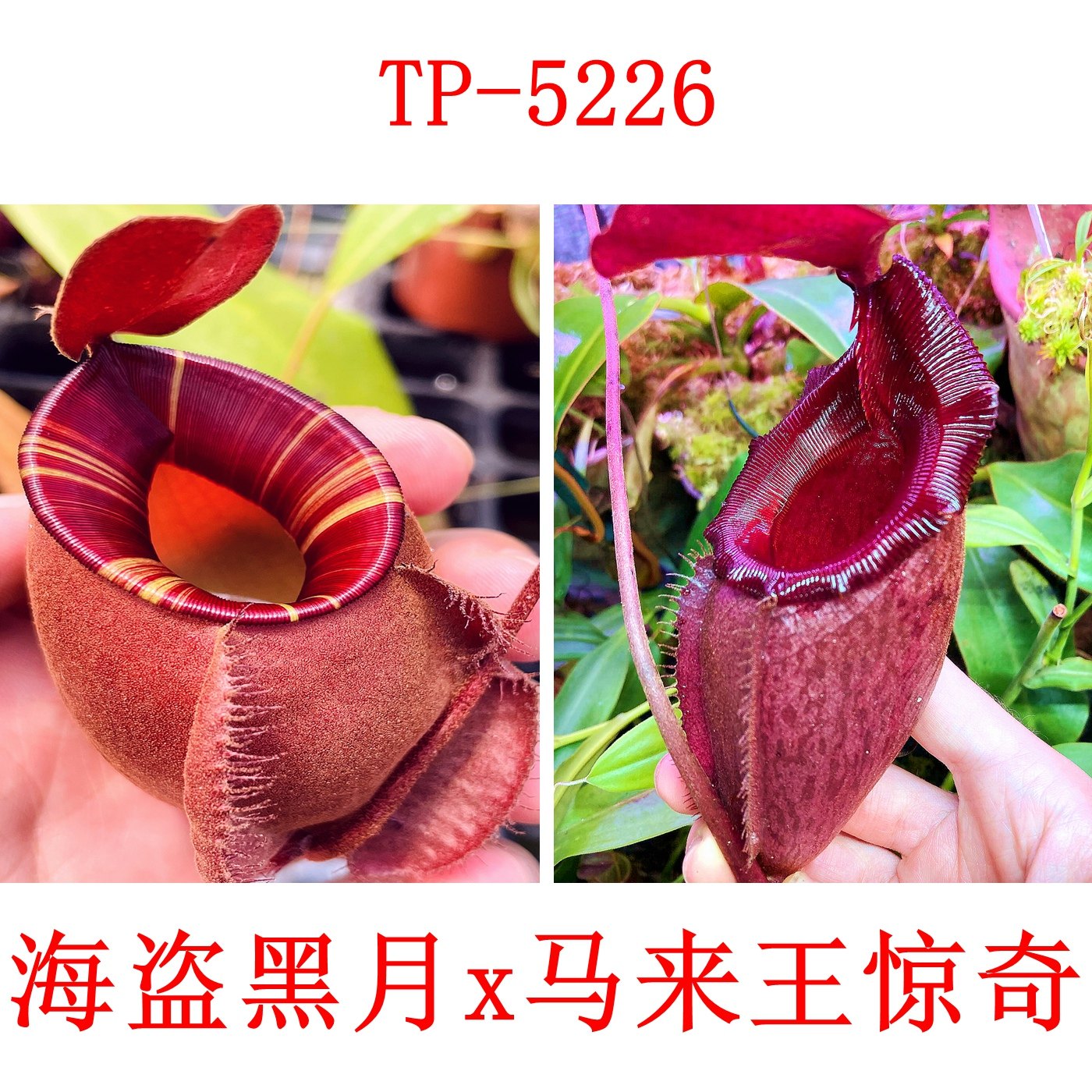 海盗黑月x马来王惊奇猪笼草种子苗HH x（rajah x mira） TP5226