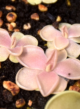 墨兰捕虫堇多肉食虫植物食人花捕蝇草驱蚊草室内花卉盆moranensis