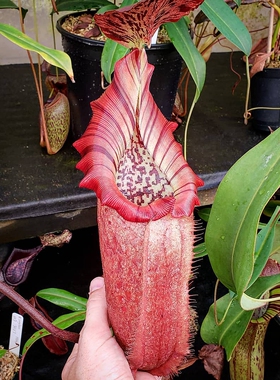 斑豹x黑宝特猪笼草食虫植物漂亮笼子稀burbidgeae x robcantleyi