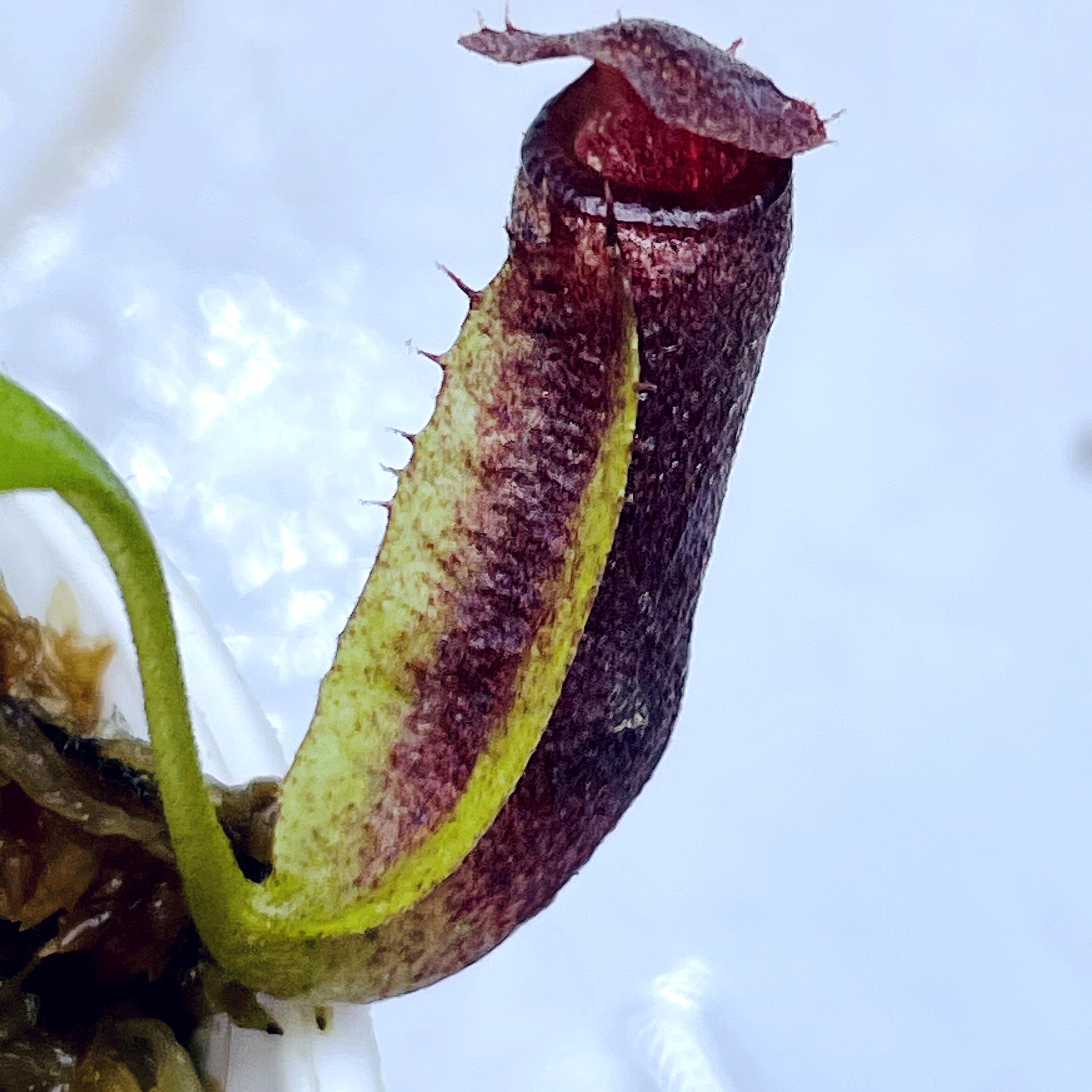 果胶猪笼草食虫植物漂亮可爱的笼子稀有原种pectinata可能长地笼